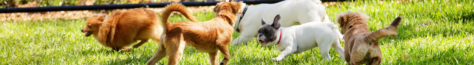 Group of dogs playing