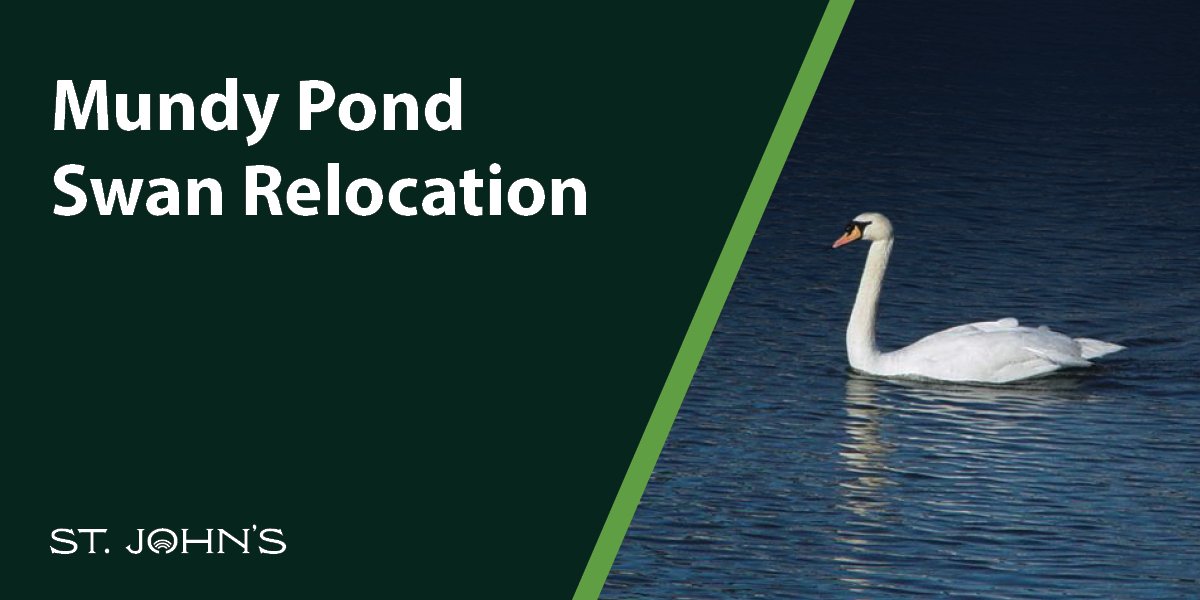 Image of a swan in water with text that says Mundy Pond Swan Relocation