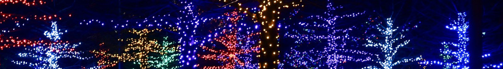 Trees covered in string lights