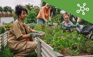 People at a community garden gardening