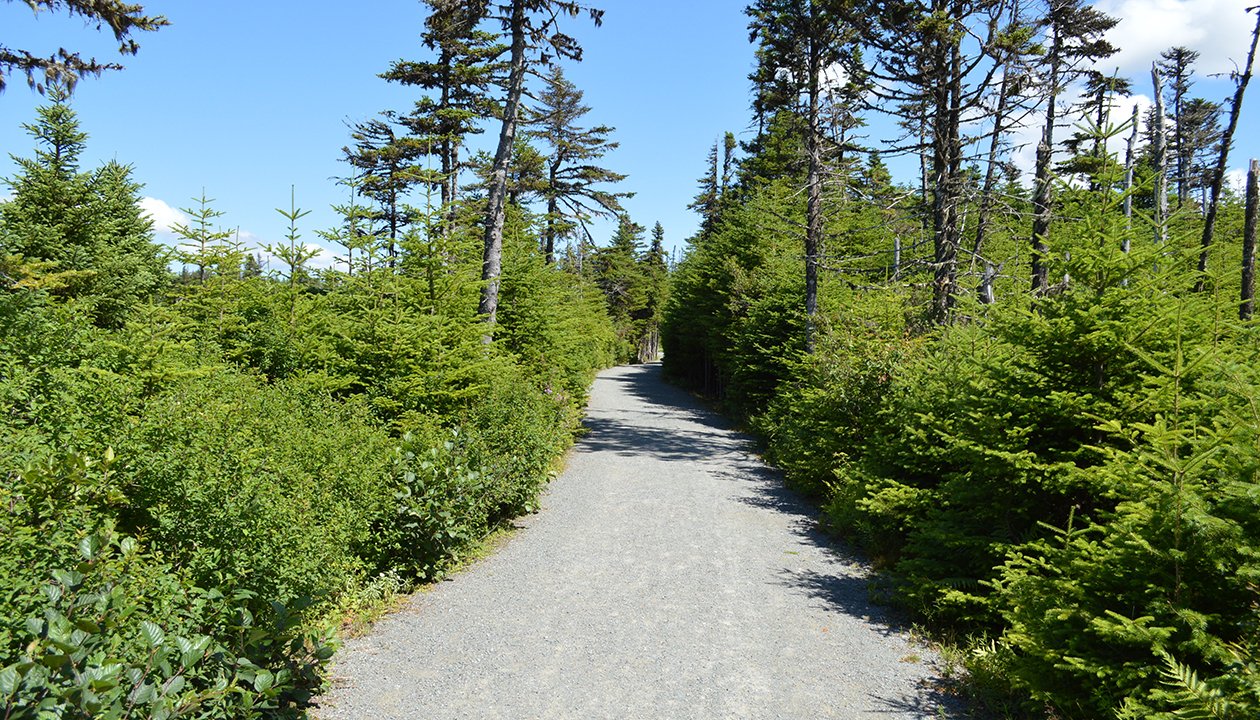 Gravel covered groomed trails in the mostly evergreen treed forest at Rotary Sunshine Park 