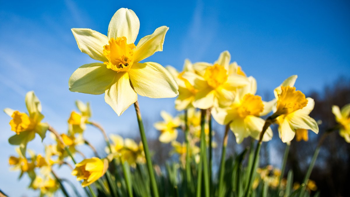 Image of yellow daffodils with blue sky
