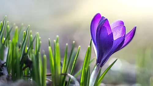 Purple flower with grass and sky in background