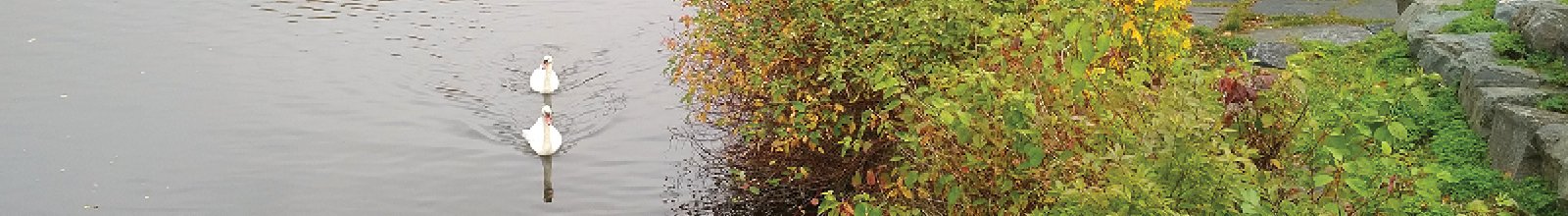 2 swans swimming next to foliage