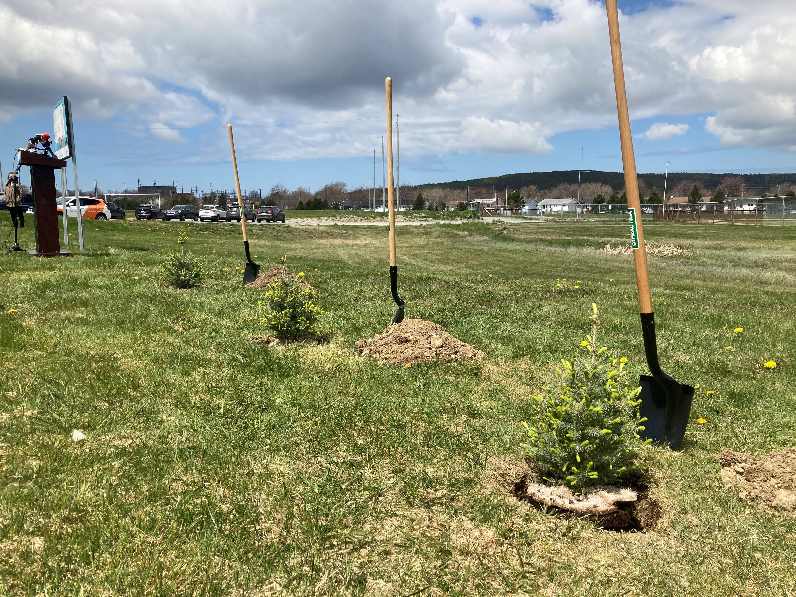 picture of tree being planted