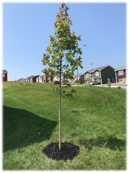 tree planted in front yard of residents home