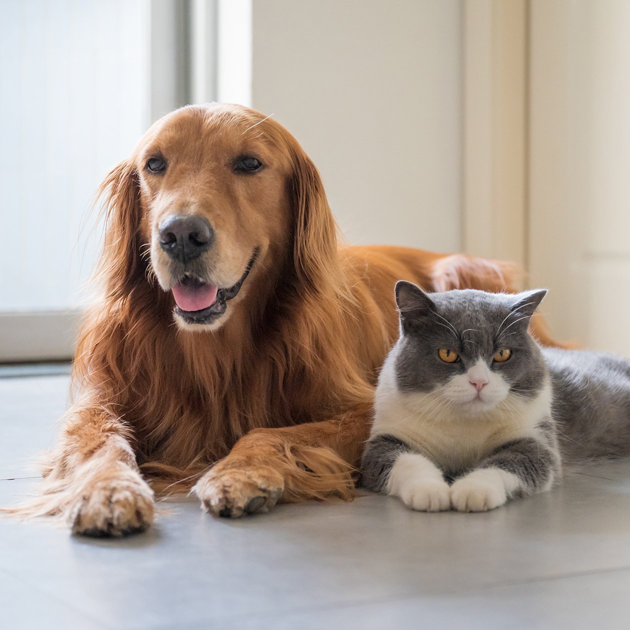 Dog and cat lying on a floor together.