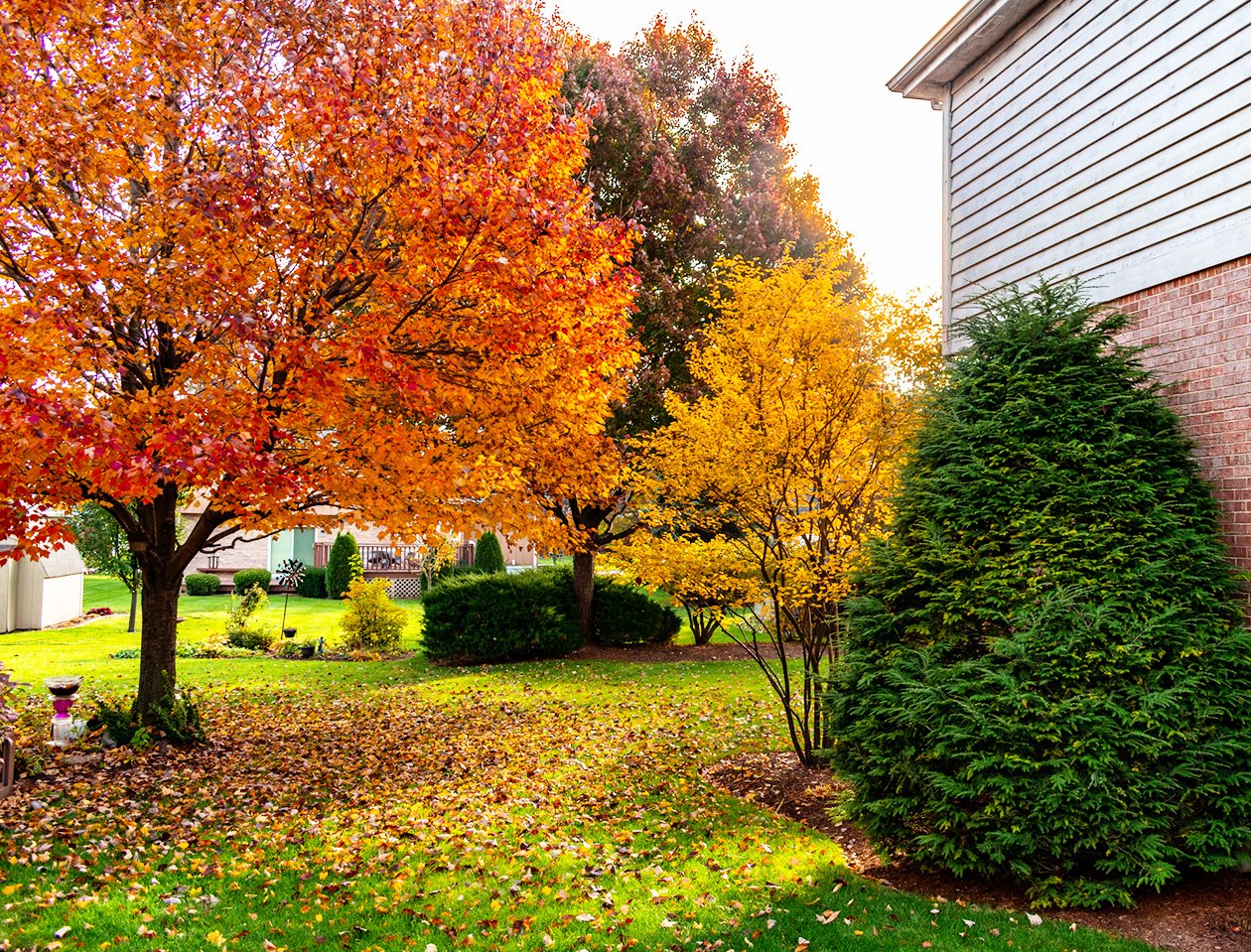 Colourful deciduous and evergreen trees in a residential backyard