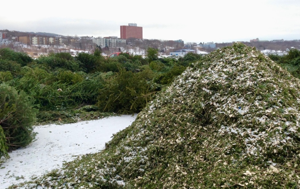 Green Christmas trees are piled up in a parking lot