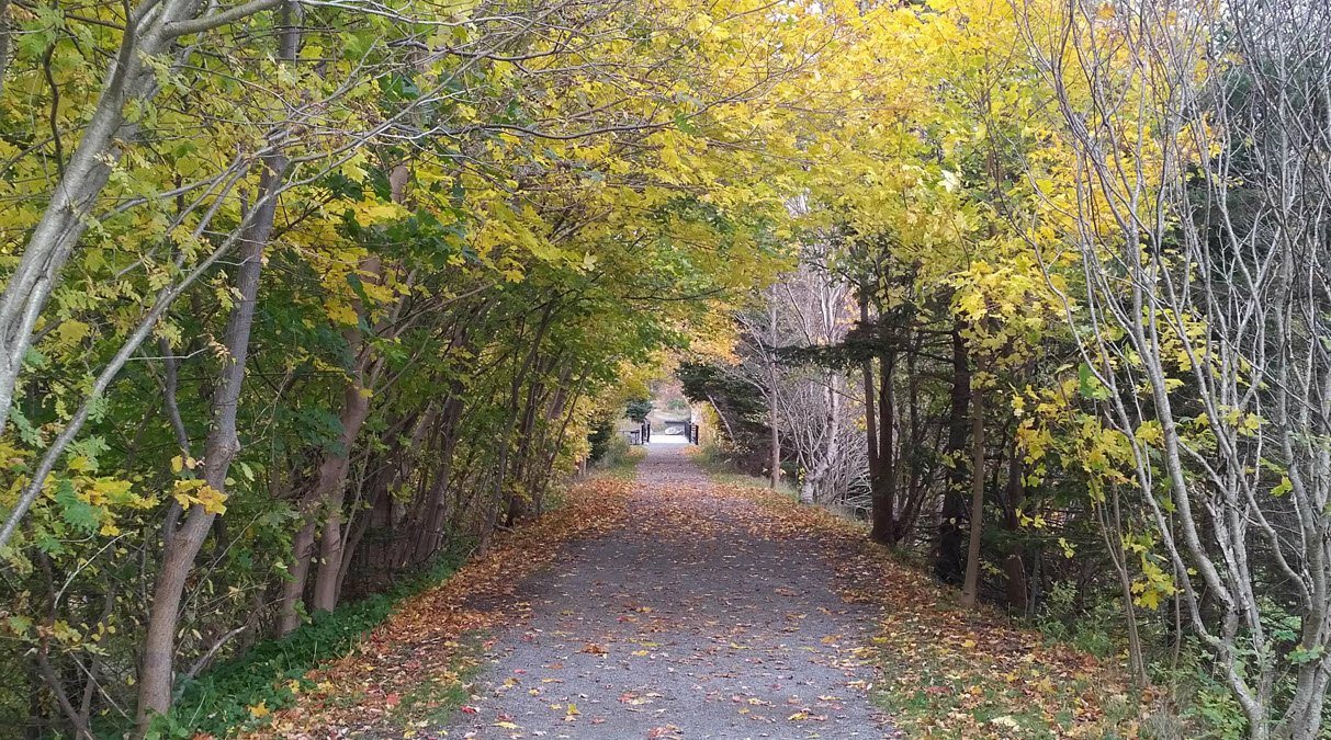 Trees with coloured leaves along a pathway. 