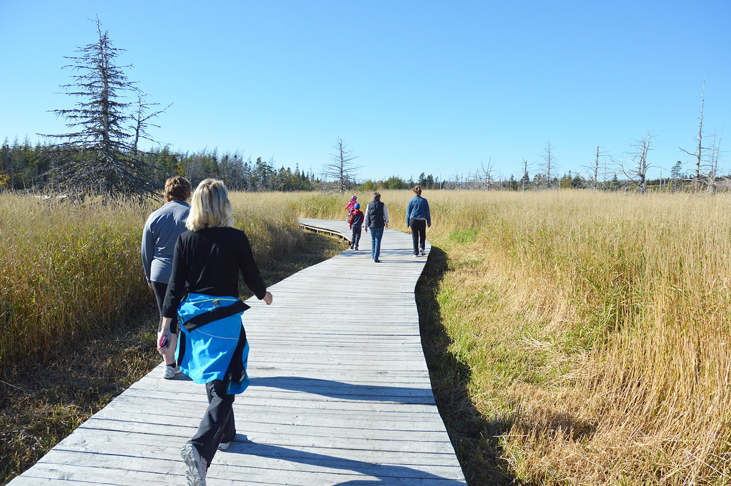 Six people walking along the boardwalk in Bidgood Park on a sunny day