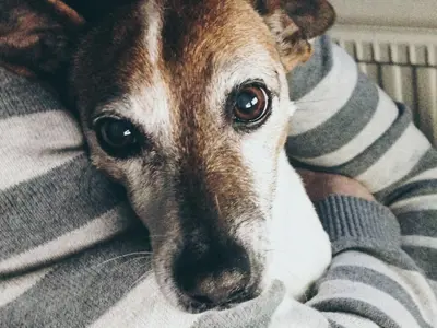 a dog