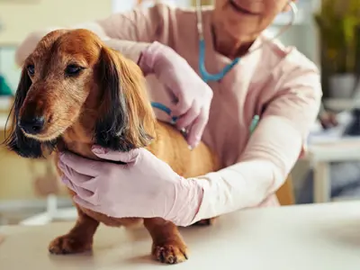 A dog being checked by a vet
