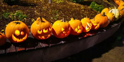 pumpkins on display at Pumpkin Walk