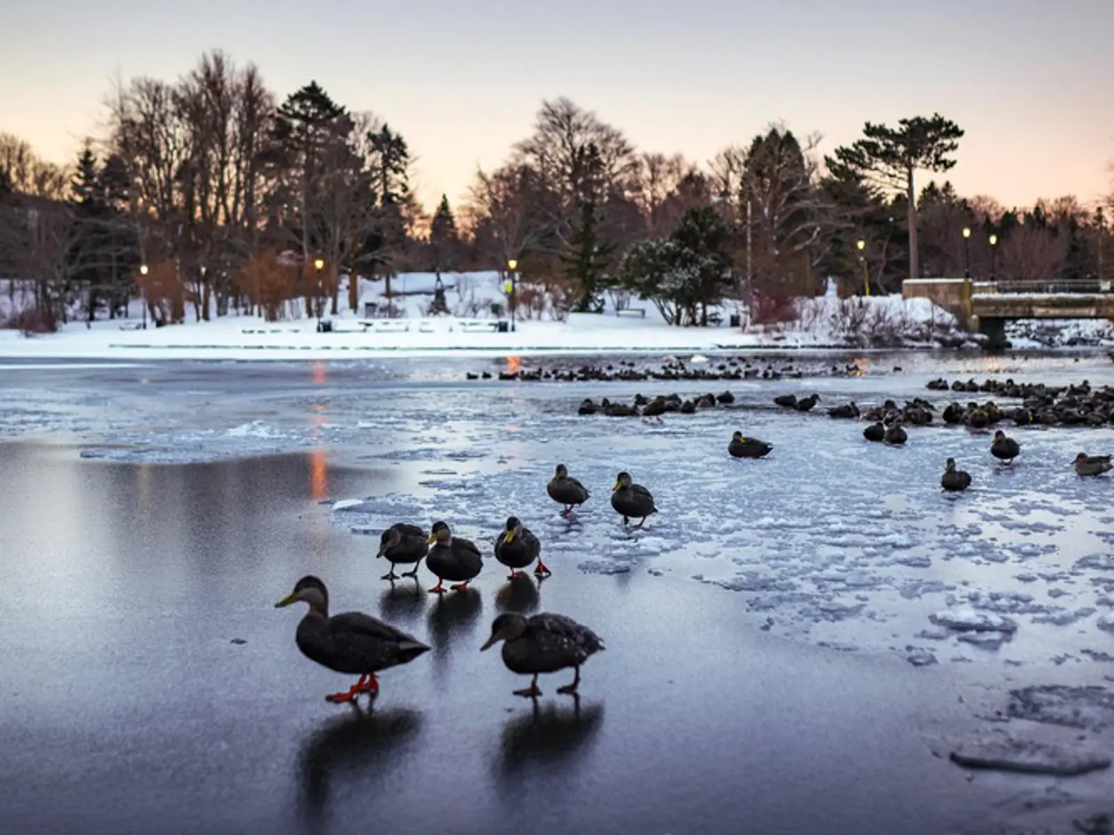 Bowring Park | City of St. John's