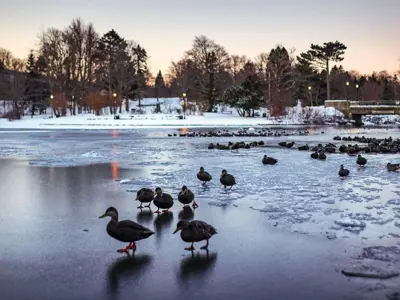 duck pond at bowring park