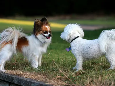 Image of two small dogs facing each other