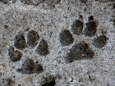 Paw prints in cement
