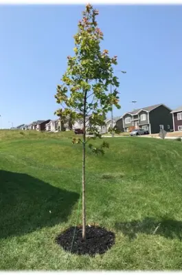 a tree on a property 