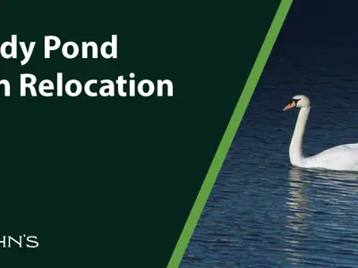 GR_Mundy-Pond-Swan-Relocation-News-1200x600.jpg