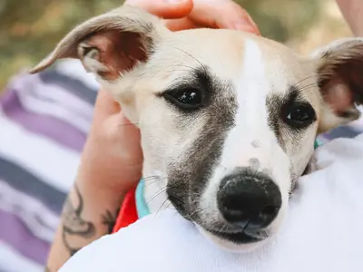 Image of a dog with its head on a person's shoulder
