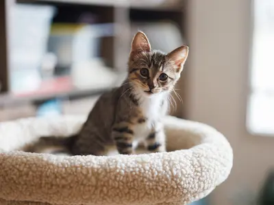 a kitten