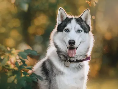 Image of a large dog with its tongue sticking out