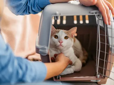 A person taking a cat out of a kennel