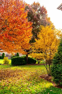 trees in the fall on a residential property 