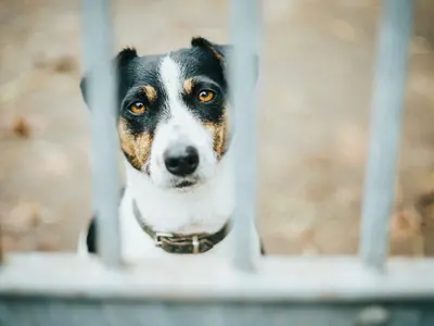 Picture of a dog behind a gate
