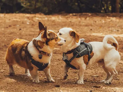 two dogs socializing at a park